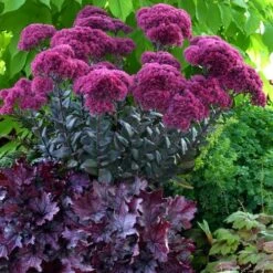 Thunderhead Sedum