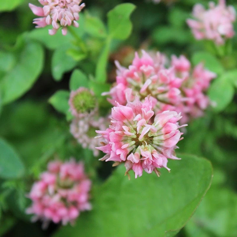 Strawberry Clover Seeds - Image 5