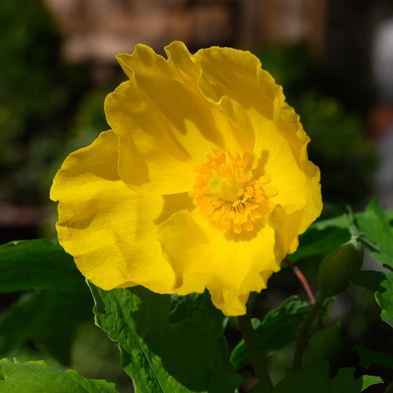 Celandine Poppy - Image 3