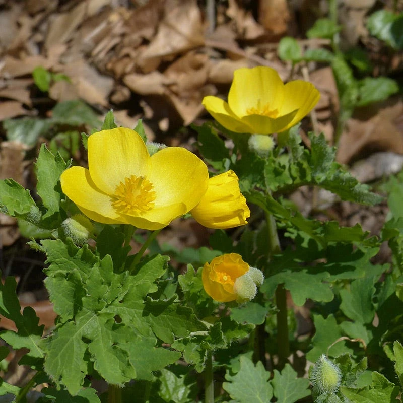 Celandine Poppy - Image 2