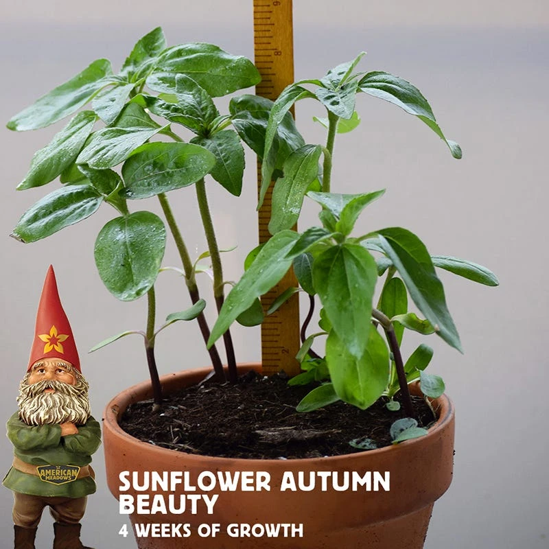 Sunflower Seeds Autumn Beauty