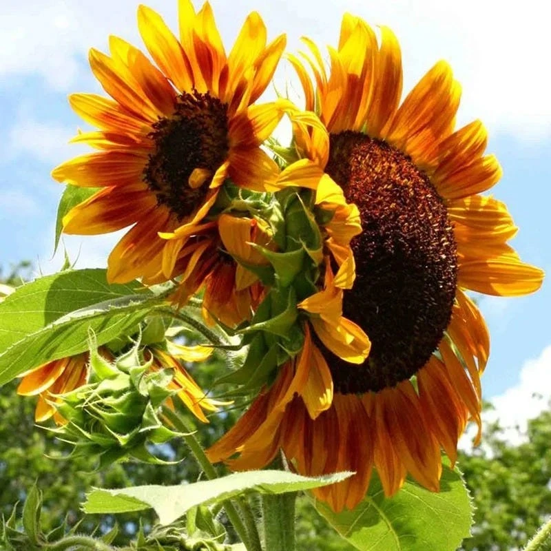 Sunflower Seeds Autumn Beauty - Image 14