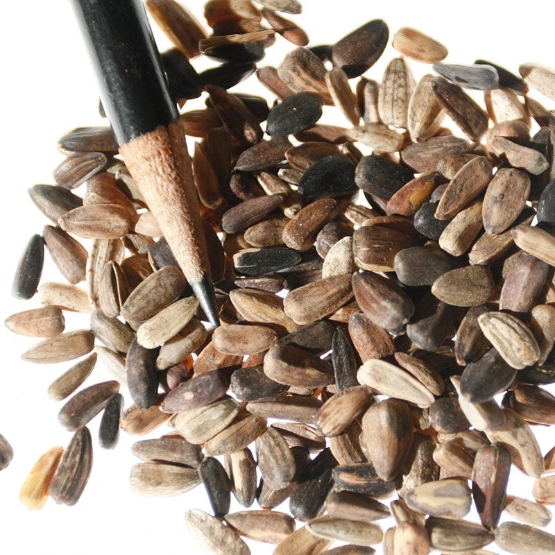 Sunflower Seeds Autumn Beauty - Image 2