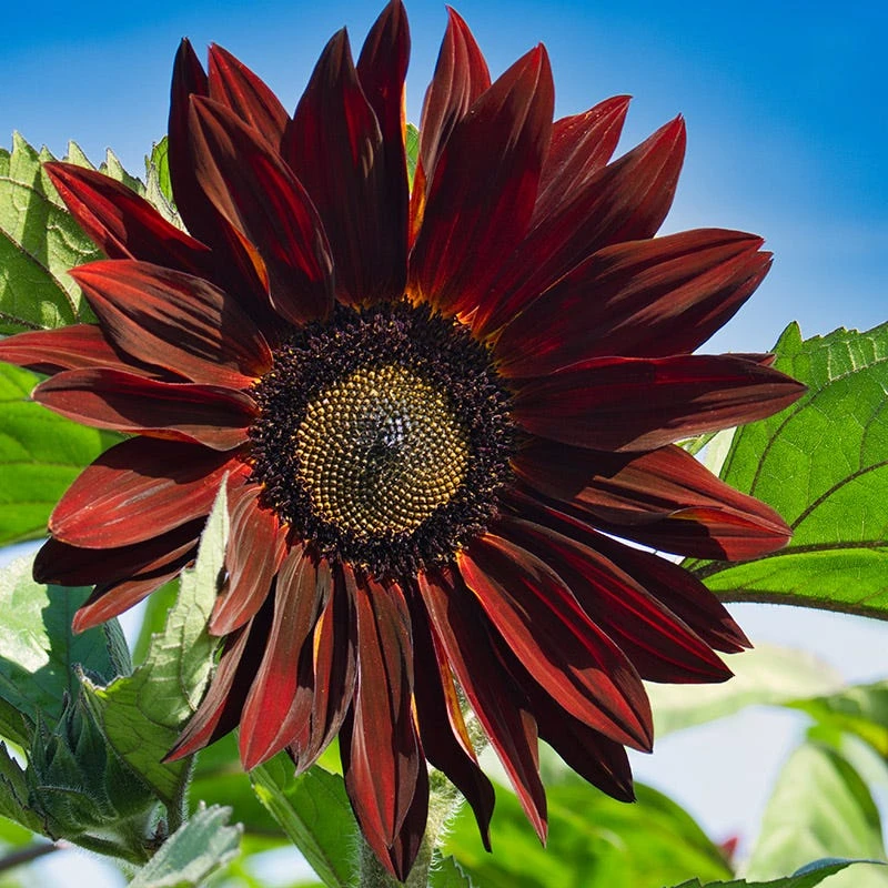 Burgundy Wildflower Seed Mix - Image 2