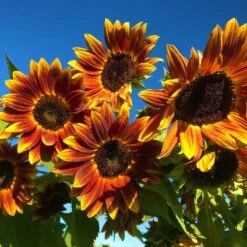 Sunflower Seeds Earthwalker