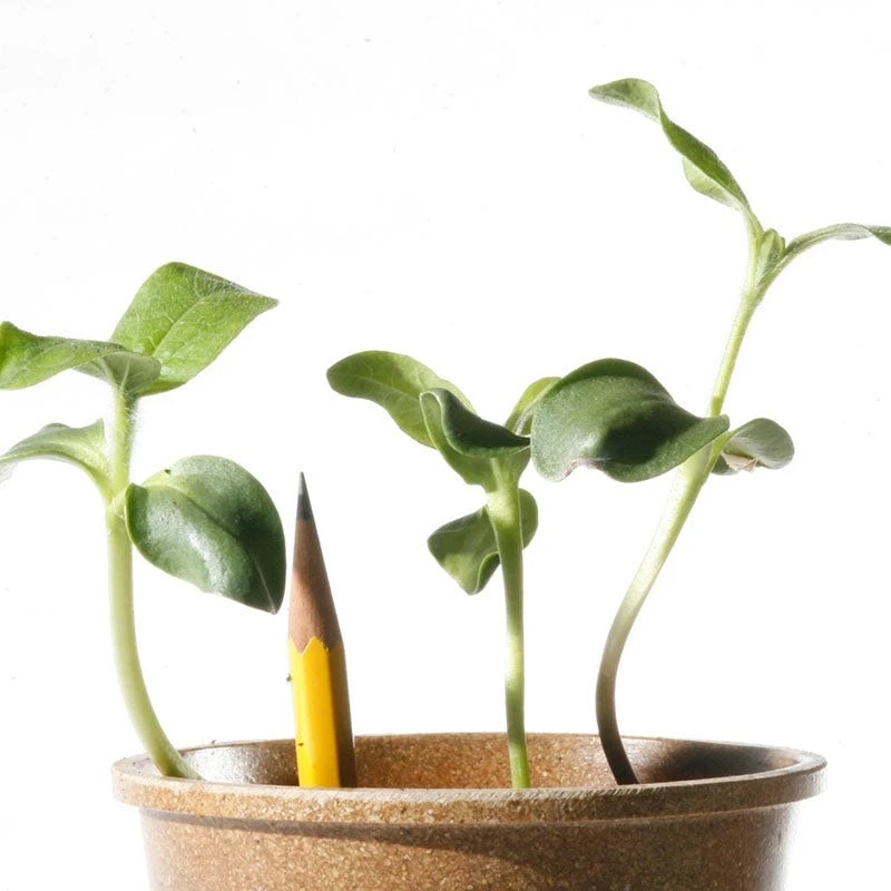 Sunflower Seeds Mammoth Grey Stripe - Image 2