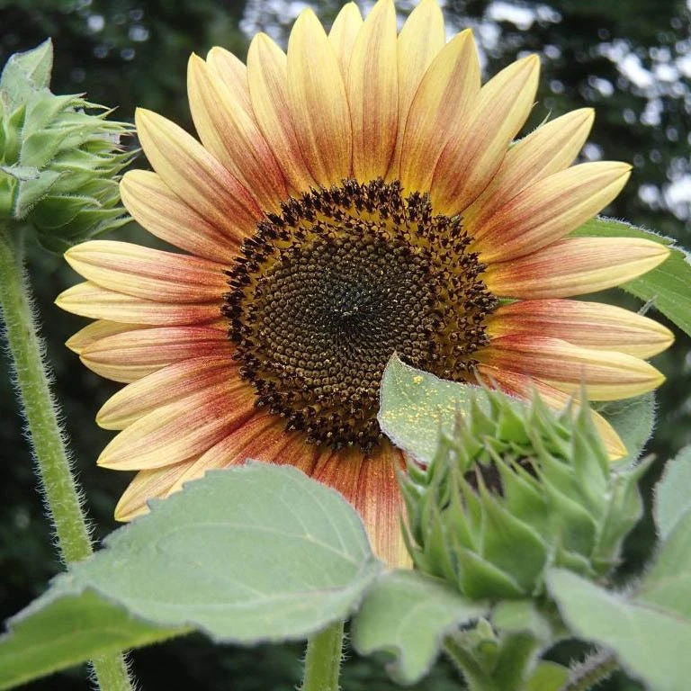 Sunflower Seeds Autumn Beauty - Image 6