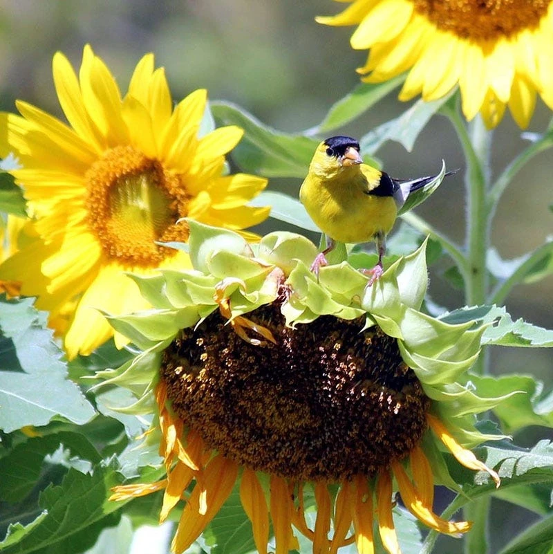 Sunflower Seeds Mammoth Grey Stripe - Image 8
