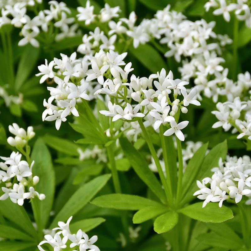 Sweet Woodruff - Image 6