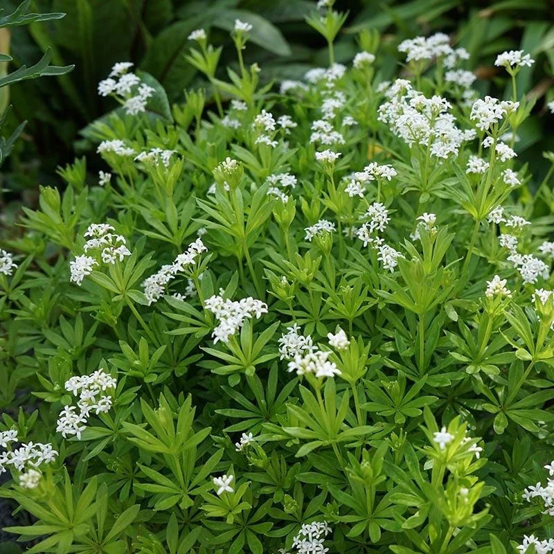 Sweet Woodruff - Image 2