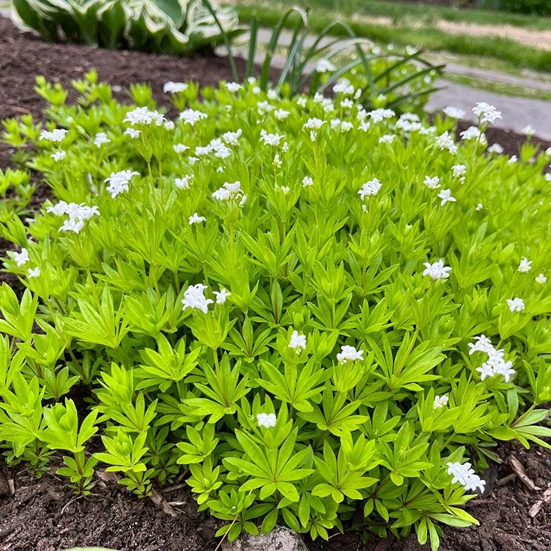 Sweet Woodruff - Image 5