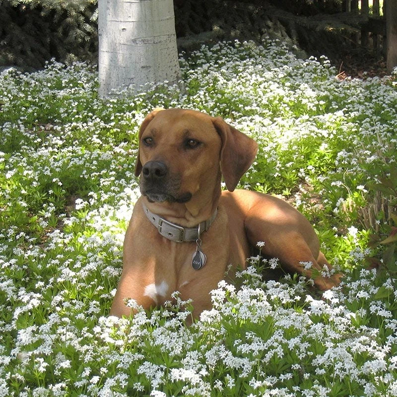 Sweet Woodruff - Image 3