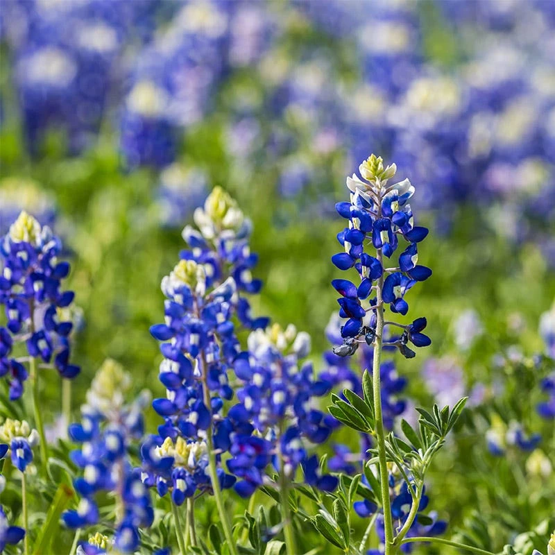 Texas Bluebonnet & Baby Snapdragon Seed Combo - Image 4