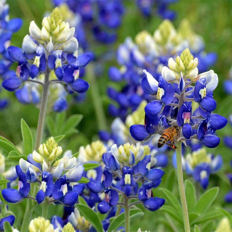 Texas Bluebonnet & Baby Snapdragon Seed Combo - Image 2