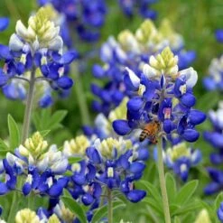 Texas Bluebonnet Seeds