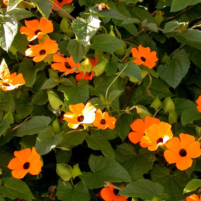 Black Eyed Susan Vine Seeds - Image 3