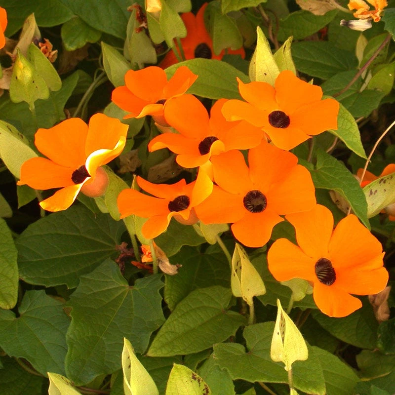 Black Eyed Susan Vine Seeds - Image 5