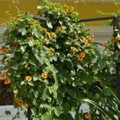 Black Eyed Susan Vine Seeds