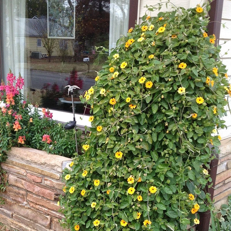 Black Eyed Susan Vine Seeds - Image 6