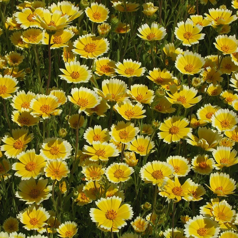 Tidy Tips Seeds - Image 2