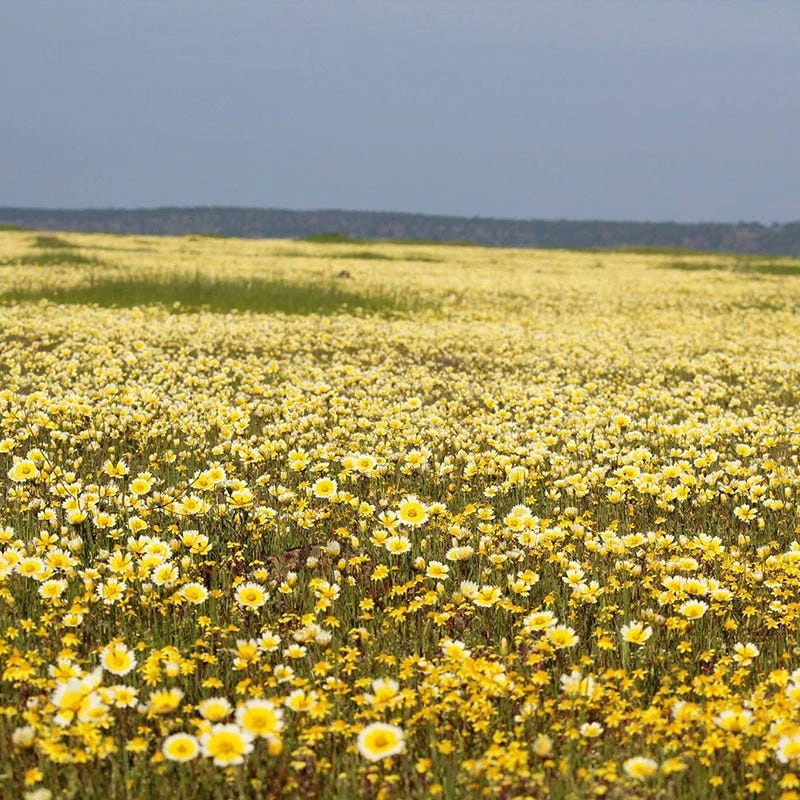 Tidy Tips Seeds - Image 3