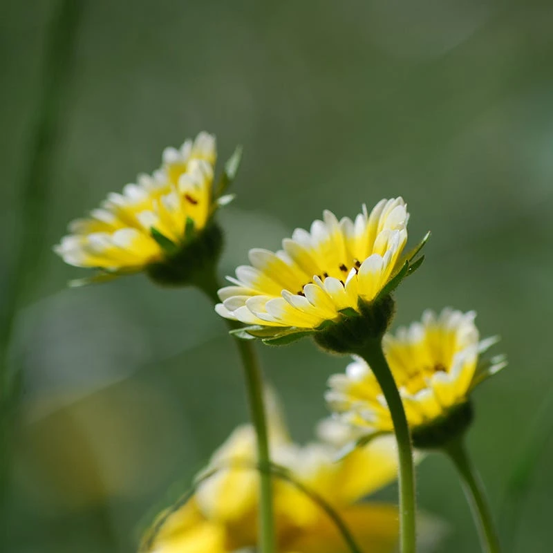 Tidy Tips Seeds - Image 4