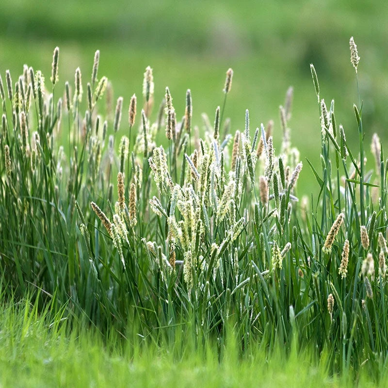 Timothy Grass Seeds