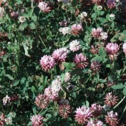 Alsike Clover Seeds