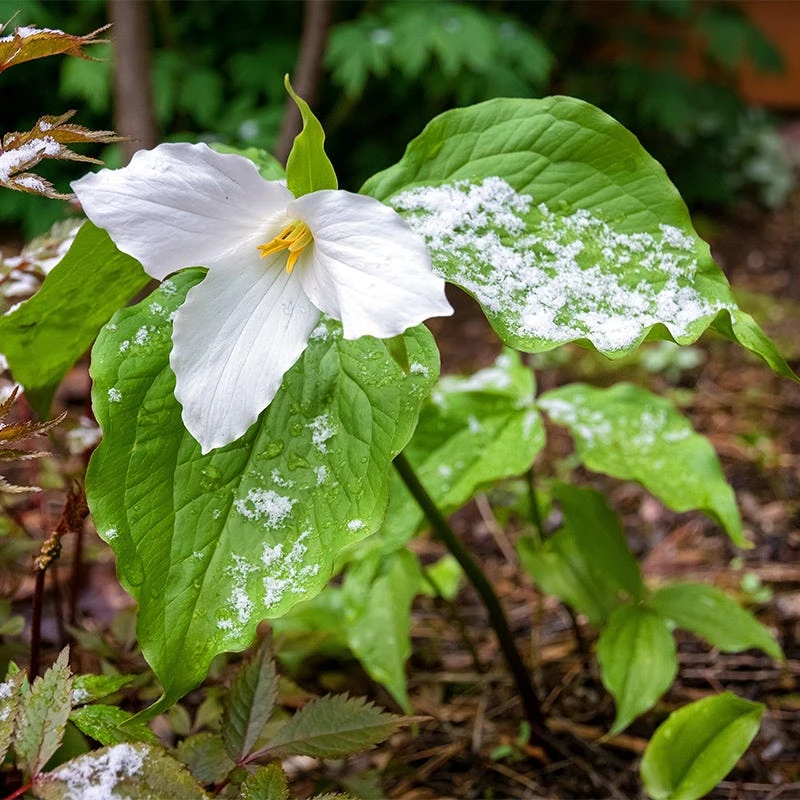White Trillium - Image 3