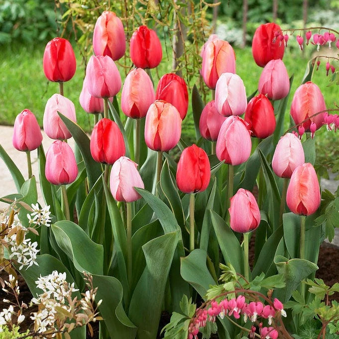 Plant To Impress Darwin Tulip Mix - Image 3