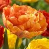 Sunlover Double Late Tulip
