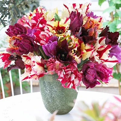 Parrot Tulip Mix - Image 2