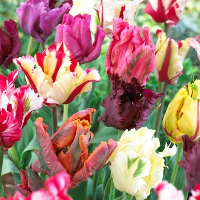 Parrot Tulip Mix