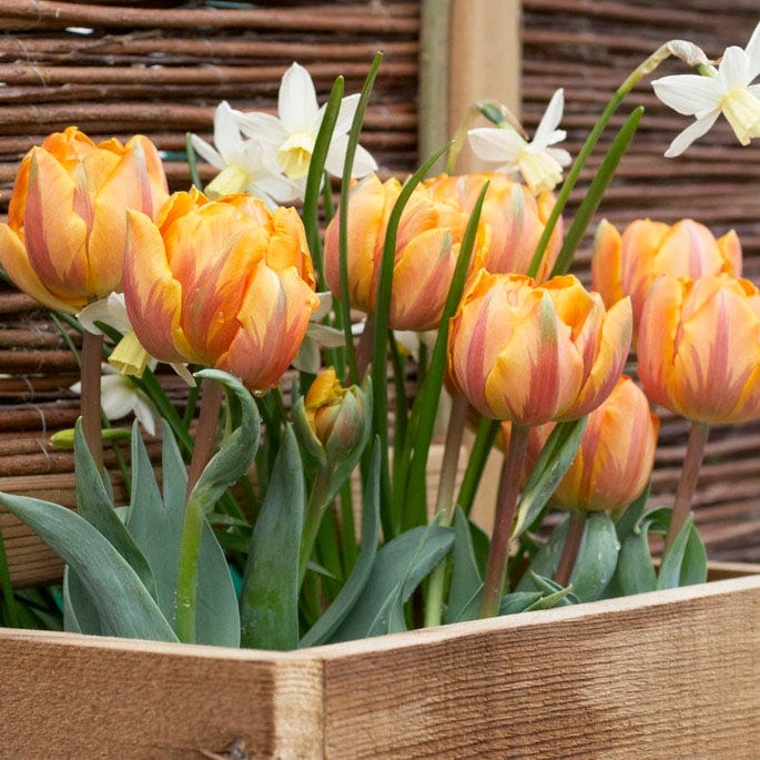 Orange Princess Double Late Tulip - Image 4