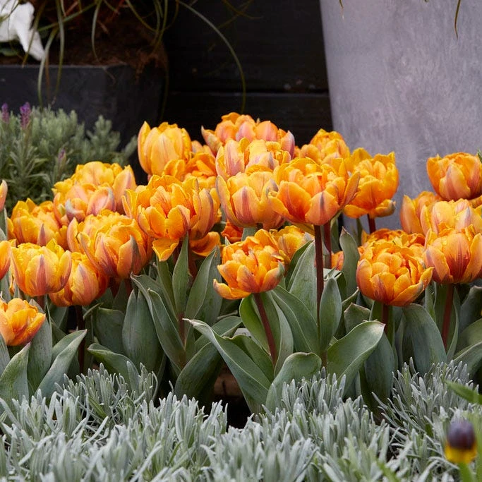Orange Princess Double Late Tulip - Image 3