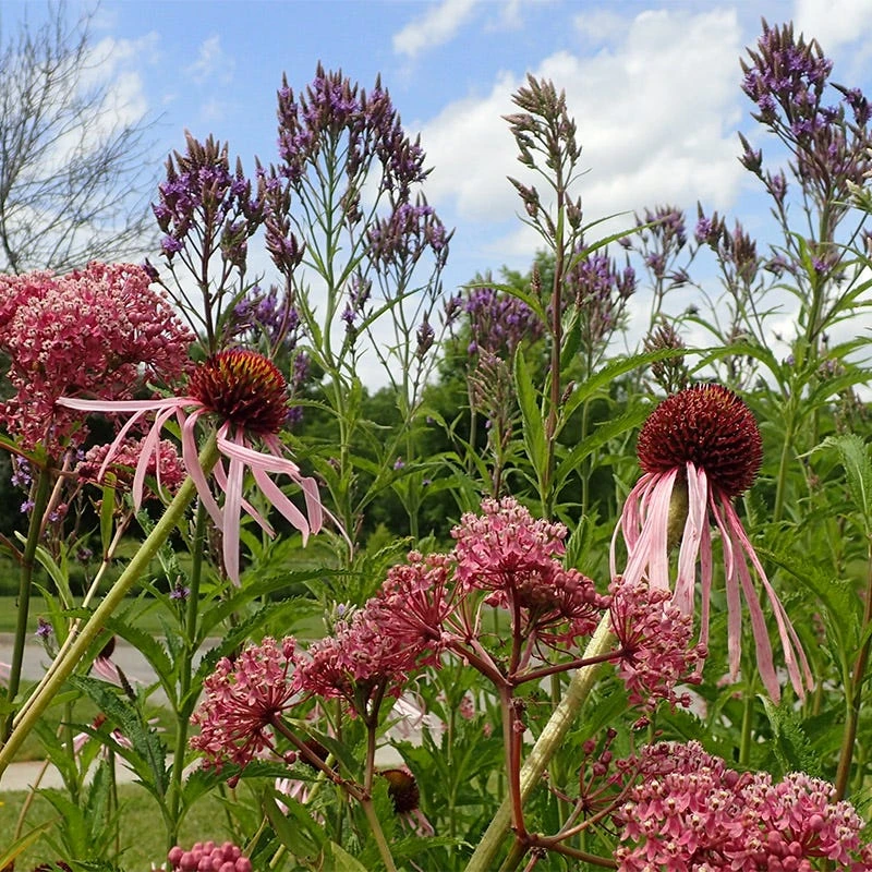 Pale Purple Coneflower - Image 2