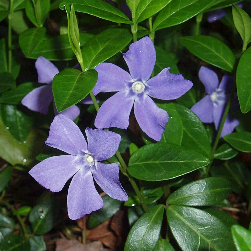 Vinca - Image 4