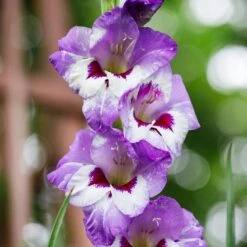 Vista Gladiolus