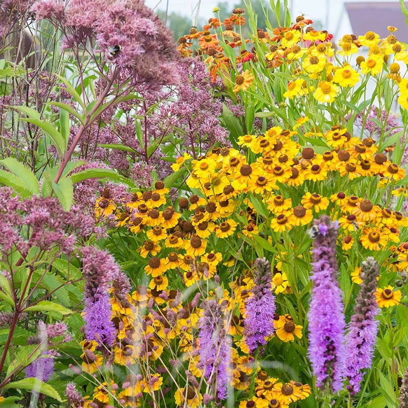 Wet Meadow Wildflower Seed Mix - Image 9