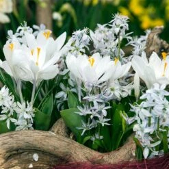 Precious Pearls Bulb Collection