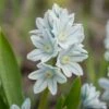 White Squill