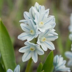 White Squill