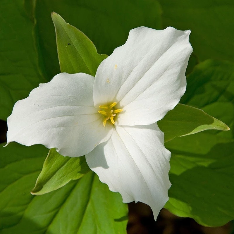 White Trillium - Image 5