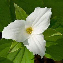 White Trillium