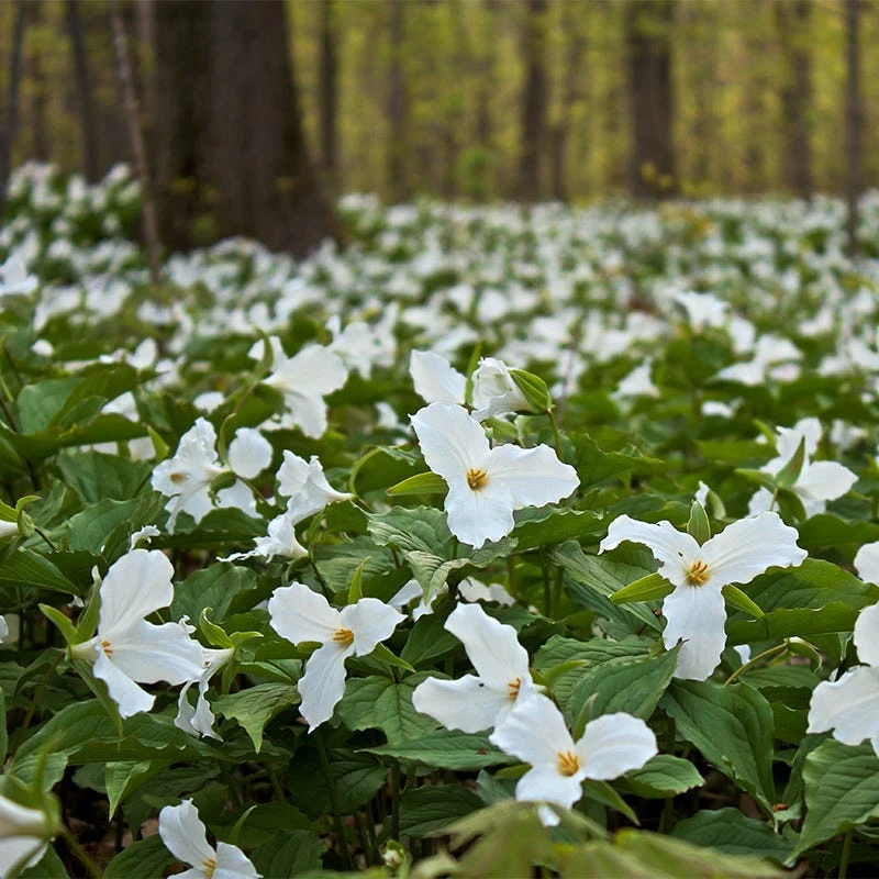 White Trillium - Image 2
