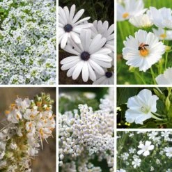 White Wildflower Seed Mix