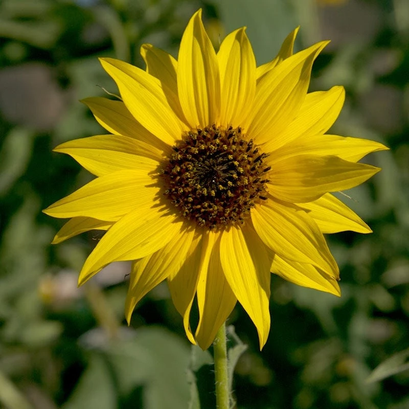 Wild Sunflower Seeds - Image 4