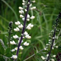 White Baptisia