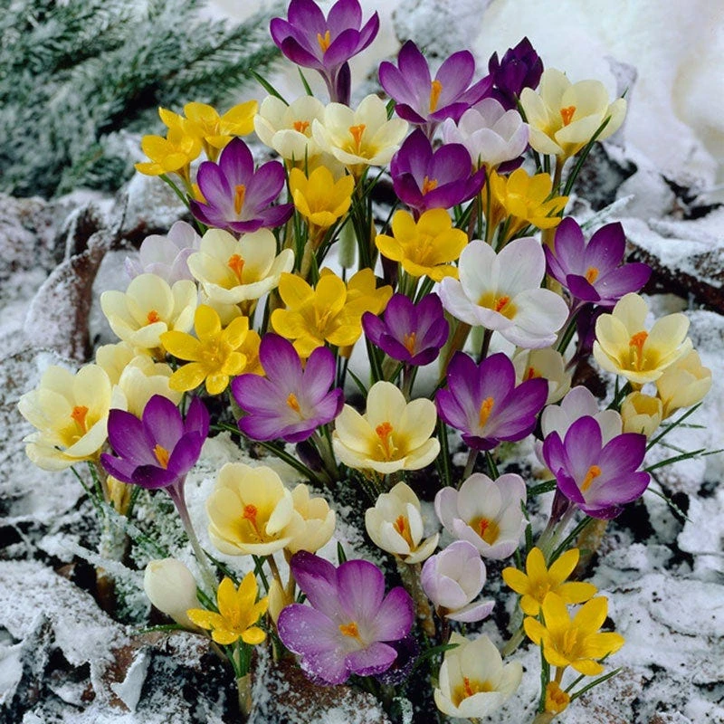 Snow Crocus Mix - Image 3