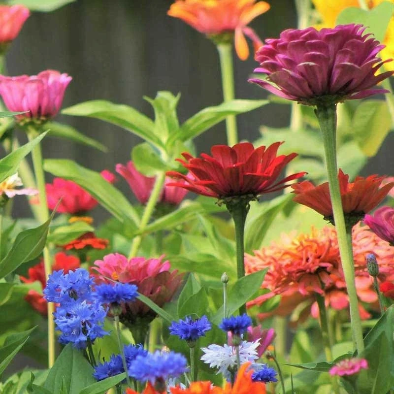 Annual Curb Appeal Wildflower Seed Mix - Image 6